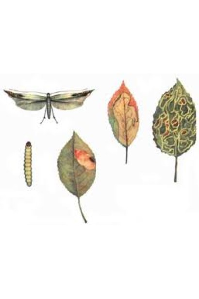 Яблоневая минирующая моль